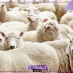 تفسير حلم عشاء ذبيحه في المنام للرجل والمرأة لابن سيرين