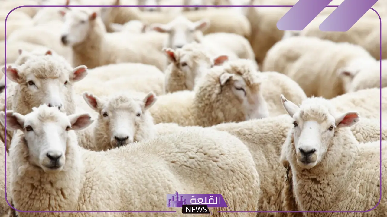 تفسير حلم عشاء ذبيحه في المنام للرجل والمرأة لابن سيرين