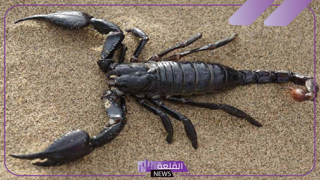 تفسير حلم لدغة العقرب في اليد اليمنى للرجل لابن سيرين 5 دلالة قتل العقرب بعد اللدغ في الحلم