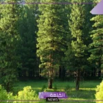 تفسير حلم مكان اخضر جميل واسع لابن سيرين والنابلسي
