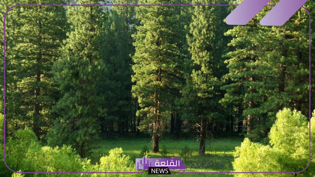 تفسير حلم مكان اخضر جميل واسع لابن سيرين والنابلسي