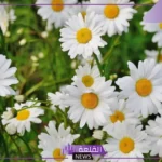 تفسير حلم ورد ابيض ورائحة عطره لابن سيرين والنابلسي