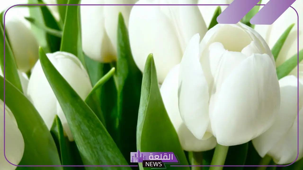 تفسير حلم ورد ابيض ورائحة عطره لابن سيرين والنابلسي 5 تفسير حلم ورد ابيض ورائحة عطره لابن سيرين