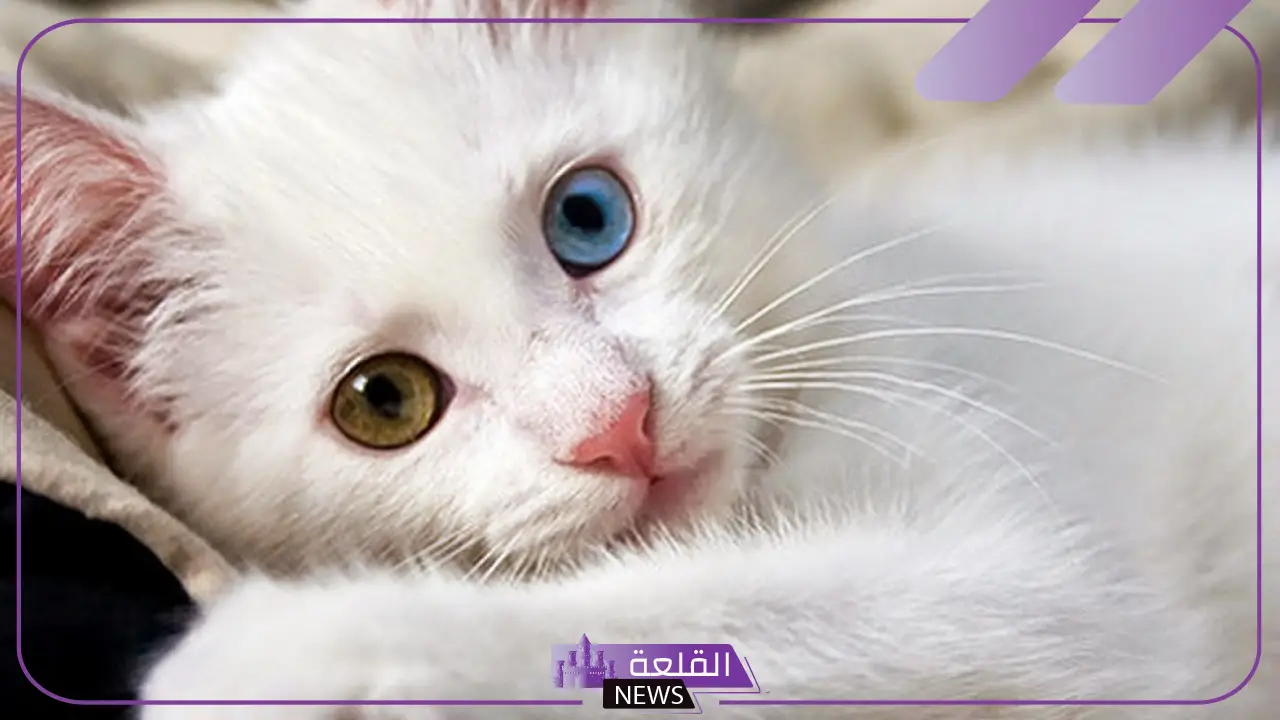 أجمل رمزيات قطط كيوت جديدة 2025 16 قطة صغيرة