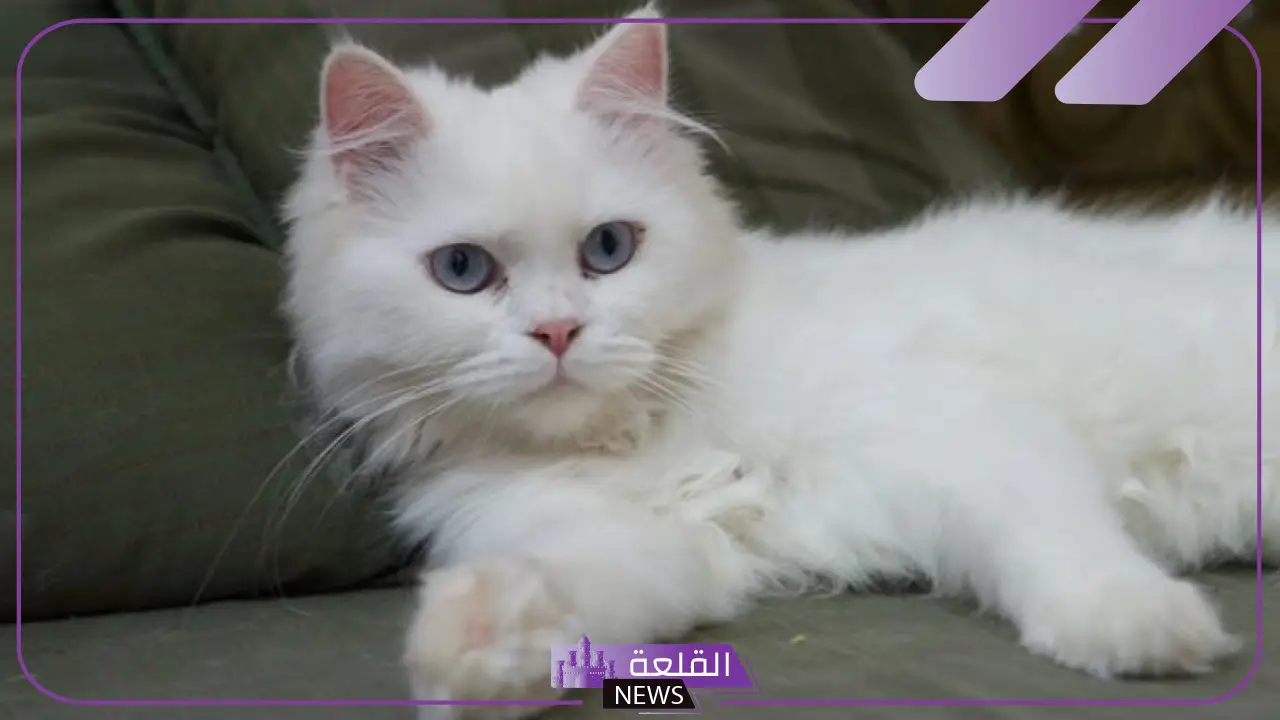 أجمل رمزيات قطط كيوت جديدة 2025 17 قطة شقية