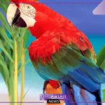 تفسير حلم رؤية الببغاء في المنام للمرأة ورمزه لابن سيرين