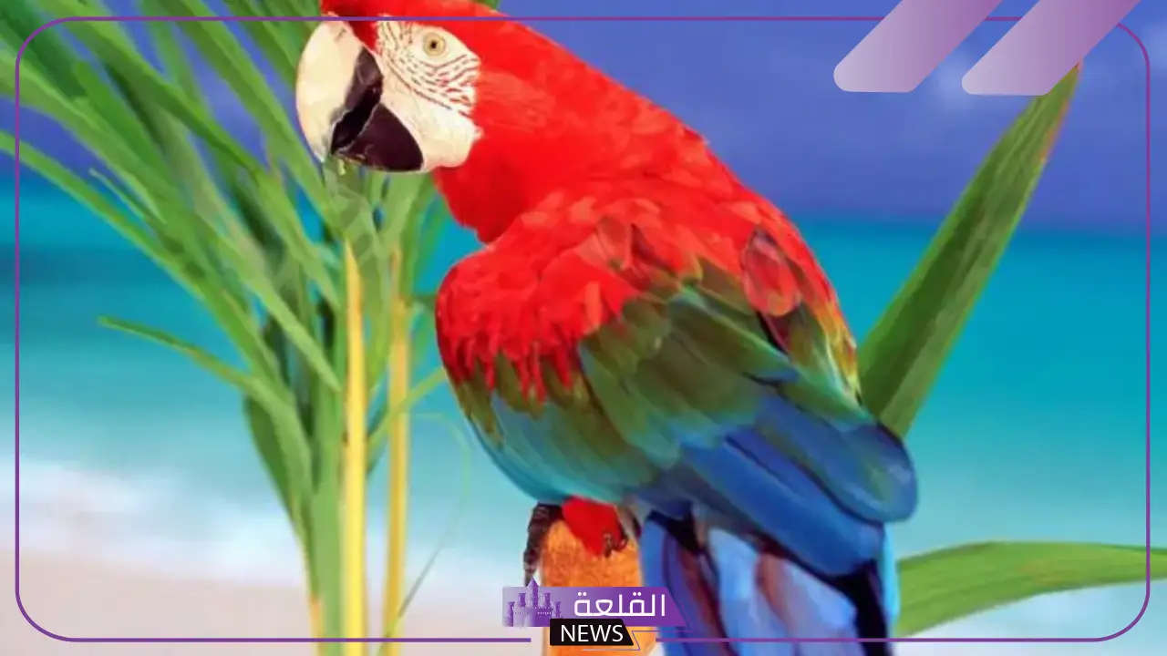 تفسير حلم رؤية الببغاء في المنام للمرأة ورمزه لابن سيرين