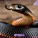 تفسير حلم رؤية ثعابين صغيرة في المنام للرجل والمرأة لابن سيرين