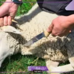 تفسير حلم رؤية شخص يذبح خروف في المنام لابن سيرين