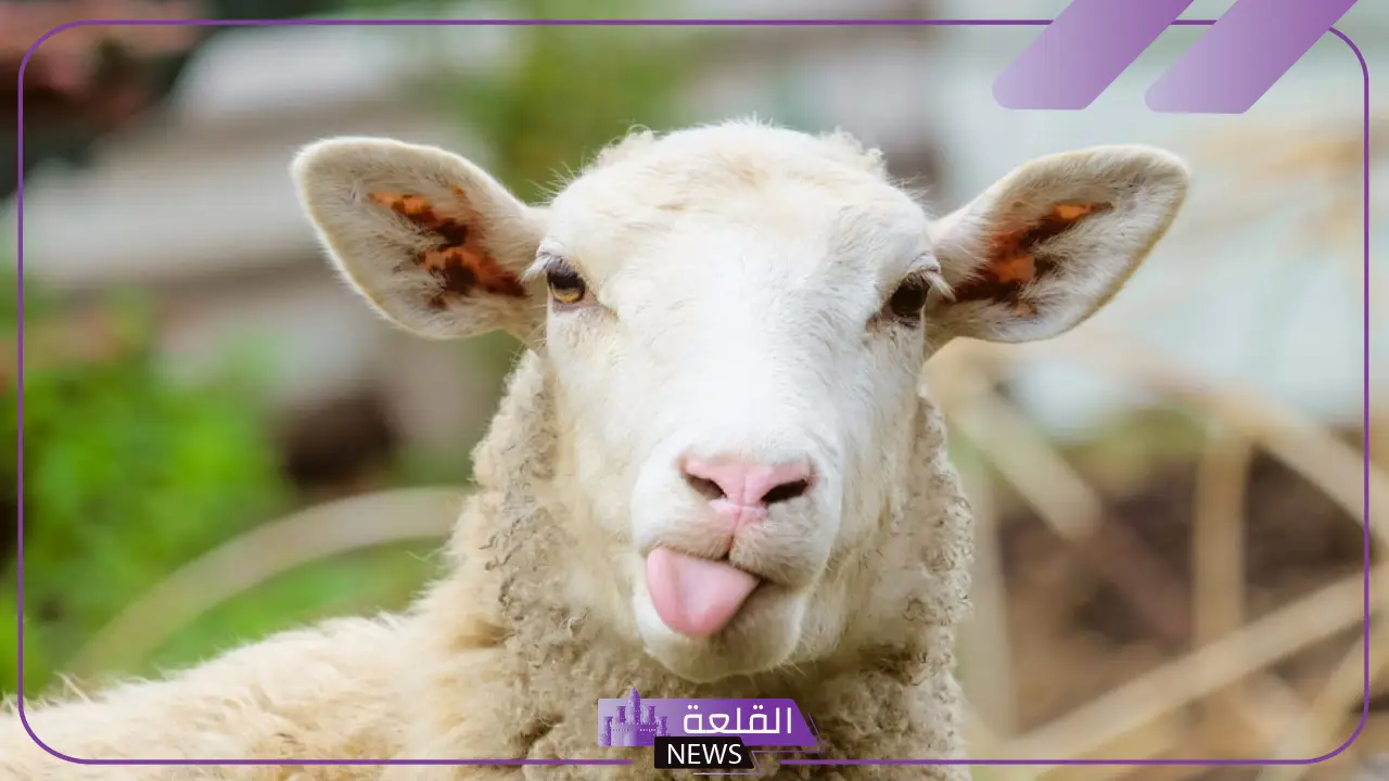 تفسير حلم رؤية شخص يذبح خروف في المنام لابن سيرين 6 الخروف في الحلم