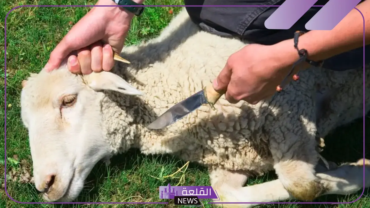 تفسير حلم رؤية شخص يذبح خروف في المنام لابن سيرين