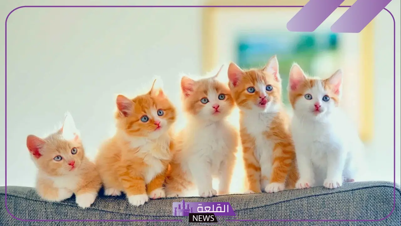 أجمل رمزيات قطط كيوت جديدة 2025