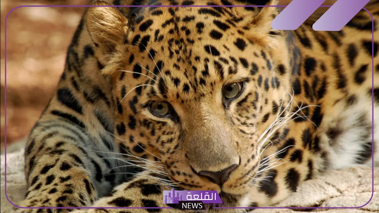 ما هي صفات زوجة النمر وكيف تعيش؟ 6 زوجة النمر وتكاثرها