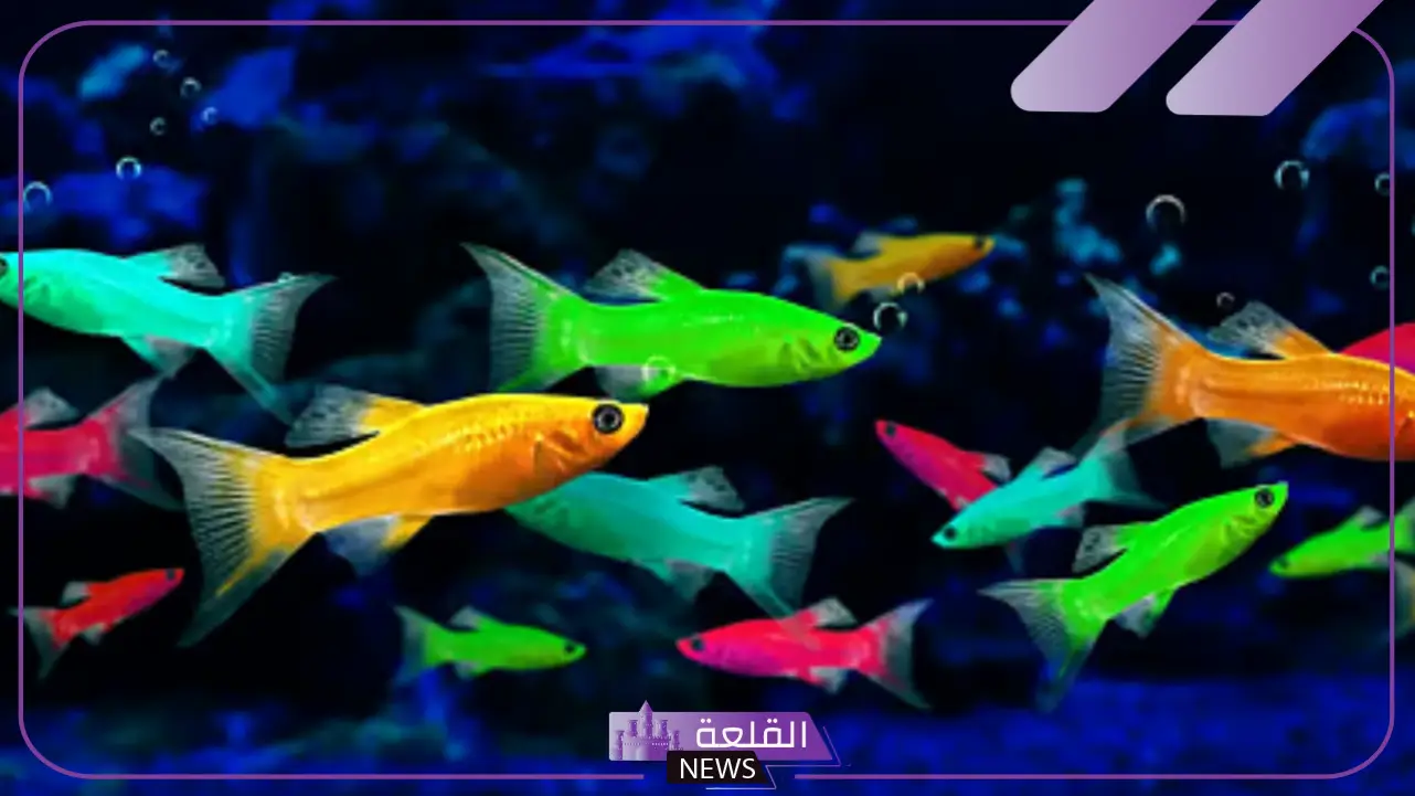 بشكل رسمي.. السعودية تفتح الأسواق أمام أسماك الزينة البرازيلية 5 السعودية تعلن عن استيراد أسماك الزينة من البرازيل