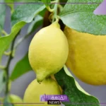 تفسير حلم شجرة الليمون في المنام ورمزه لكبار العلماء