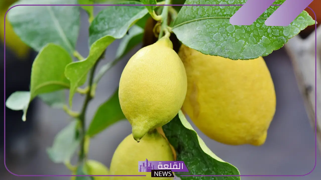 تفسير حلم شجرة الليمون في المنام ورمزه لكبار العلماء