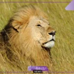 أجمل وصف في شعر الاسد، شعر عن الاسد قوي