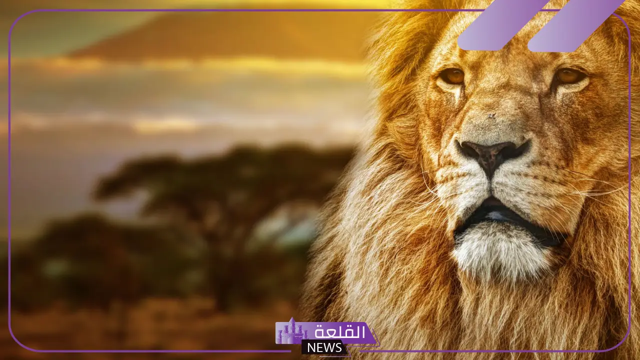 أجمل وصف في شعر الاسد، شعر عن الاسد قوي 5 شعر جميل عن الأسد