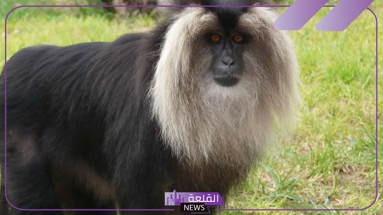 قرد شعره طويل ما هي أهم مواصفاته؟ 5 القرد ذو الشعر الطويل في بيئته