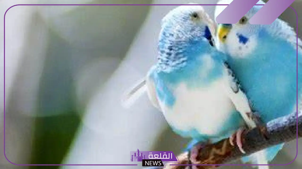 انواع طيور الحب بالأسماء والأشكال وأجملها