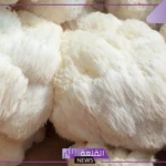 اضرار عرف الاسد وفوائده وكيفية استخدامه