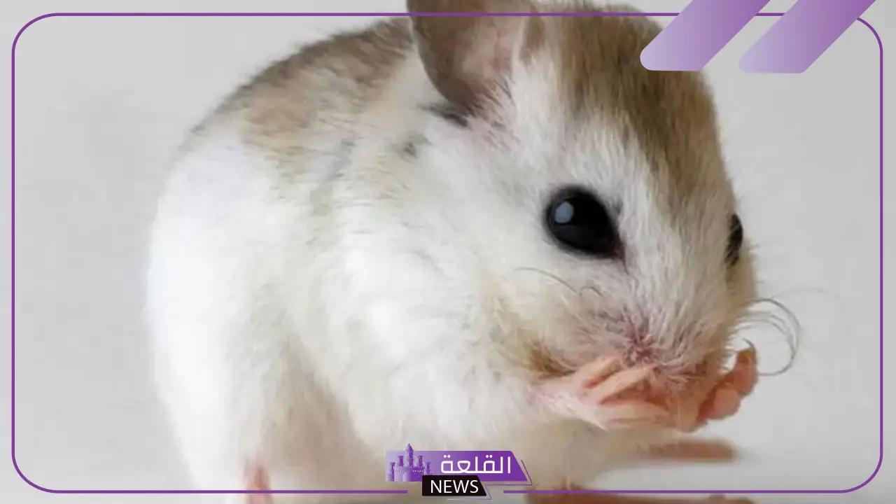 تفسير حلم قتل الفار في المنام للرجل لابن سيرين 6 قتل الفار في المنام للنابلسي