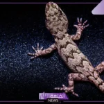 تفسير حلم قتل الوزغ في المنام لابن سيرين للعزباء والمتزوجة