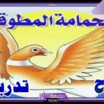 قصة الحمامة المطوقة كاملة من البداية للنهاية
