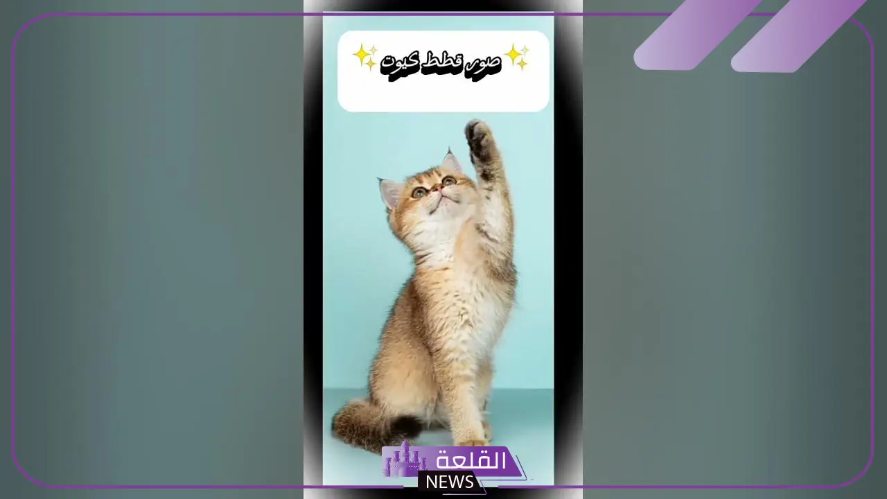 أجمل رمزيات قطط كيوت جديدة 2025 7 هرة صغيرة