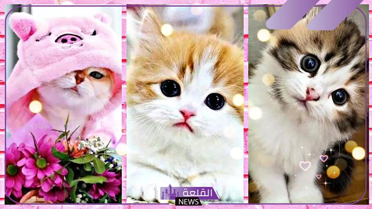 أجمل رمزيات قطط كيوت جديدة 2025 13 صورة هرة