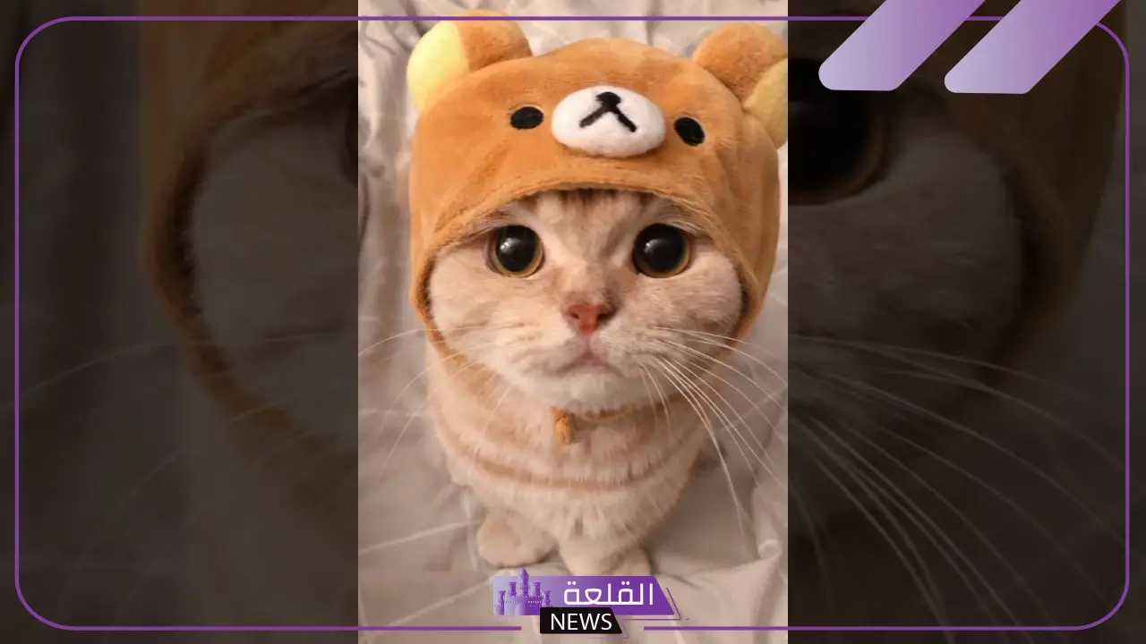 أجمل رمزيات قطط كيوت جديدة 2025 14 أفضل القطط