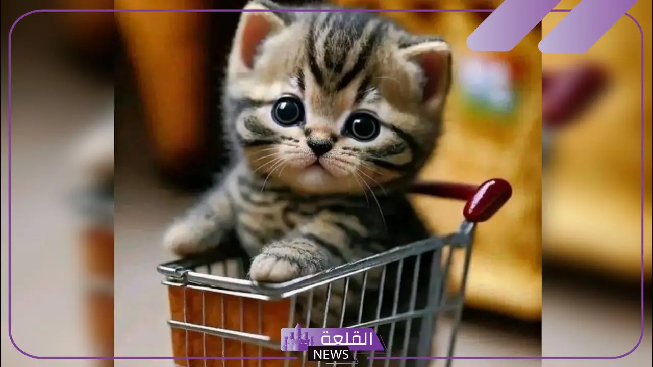 أجمل رمزيات قطط كيوت جديدة 2025 10 أجمل صورة لهرة