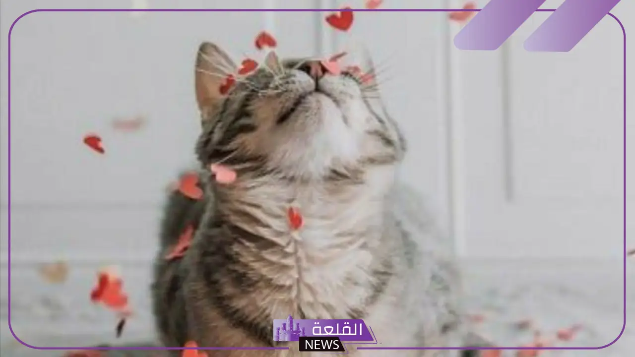 أجمل رمزيات قطط كيوت جديدة 2025 8 قطط مولودة
