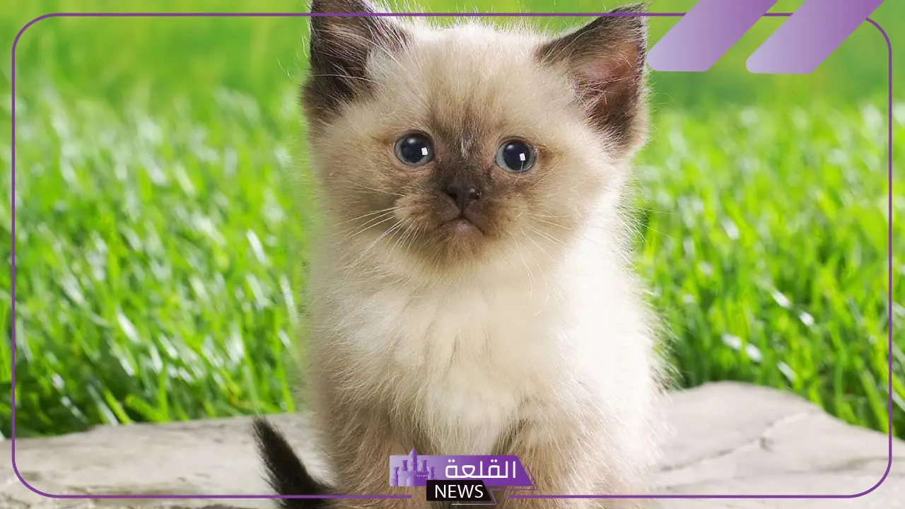 أجمل رمزيات قطط كيوت جديدة 2025 6 أفضل قطة