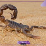 تفسير حلم لدغة العقرب في اليد اليمنى للرجل لابن سيرين