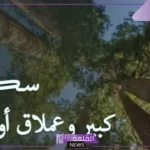 ما معنى سكويا sequoia في القاموس؟ معلومات وحقائق