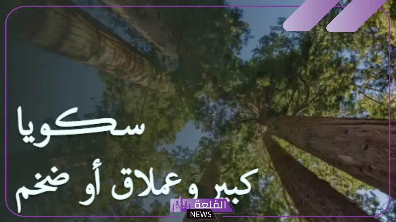 ما معنى سكويا sequoia في القاموس؟ معلومات وحقائق 2 ما معنى سكويا sequoia في القاموس؟ معلومات وحقائق