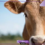 ما هو اسم صوت البقرة؟ 5 حقائق هامة عن البقرة