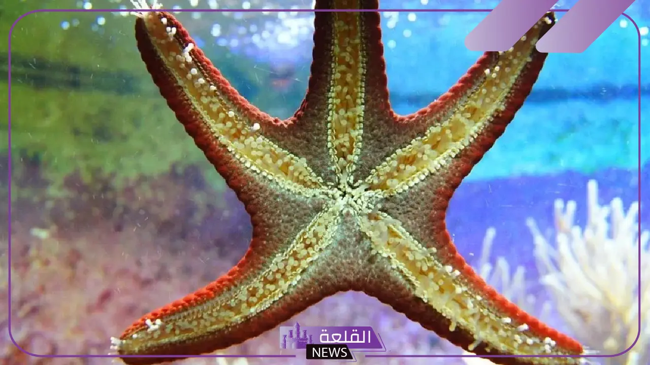 ما هي أكبر مجموعة من اللافقاريات.. أسماء حيوانات لا فقارية 5 أكبر فئة من اللافقاريات وأمثلة على أنواعها