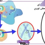 يمثل التركيب rr طرازًا جينيًّا غير نقيًا.. طالع التفاصيل