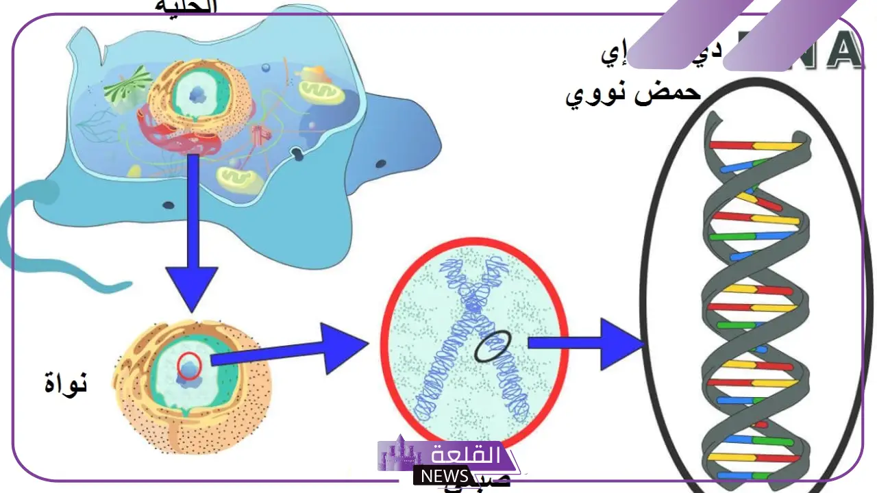 يمثل التركيب rr طرازًا جينيًّا غير نقيًا.. طالع التفاصيل 13 يمثل التركيب rr طرازًا جينيًّا غير نقيًا.. طالع التفاصيل