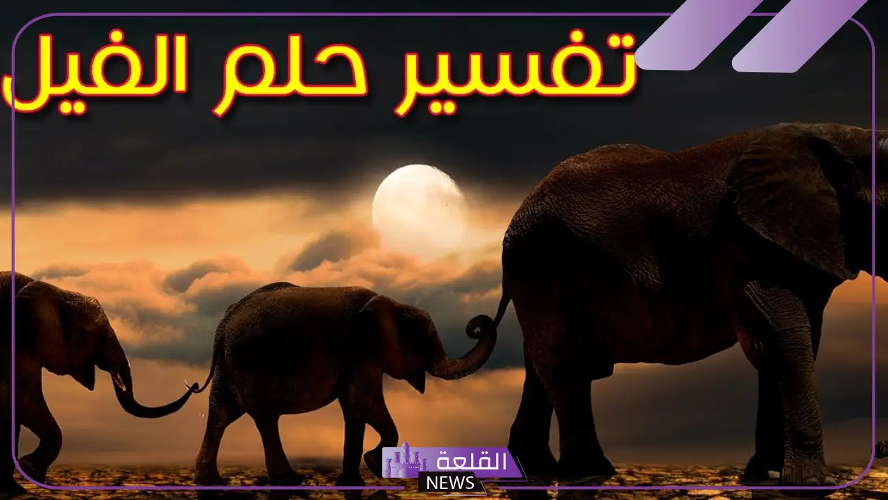 تفسير رؤية الفيل في المنام لابن سيرين للمرأة والرجل 6 تفسير رؤية الفيل في المنام للمرأة