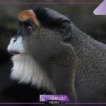 قرد شعره طويل ما هي أهم مواصفاته؟