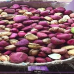 تجربتي مع القورو للرجل وهل يظهر في تحليل المخدرات