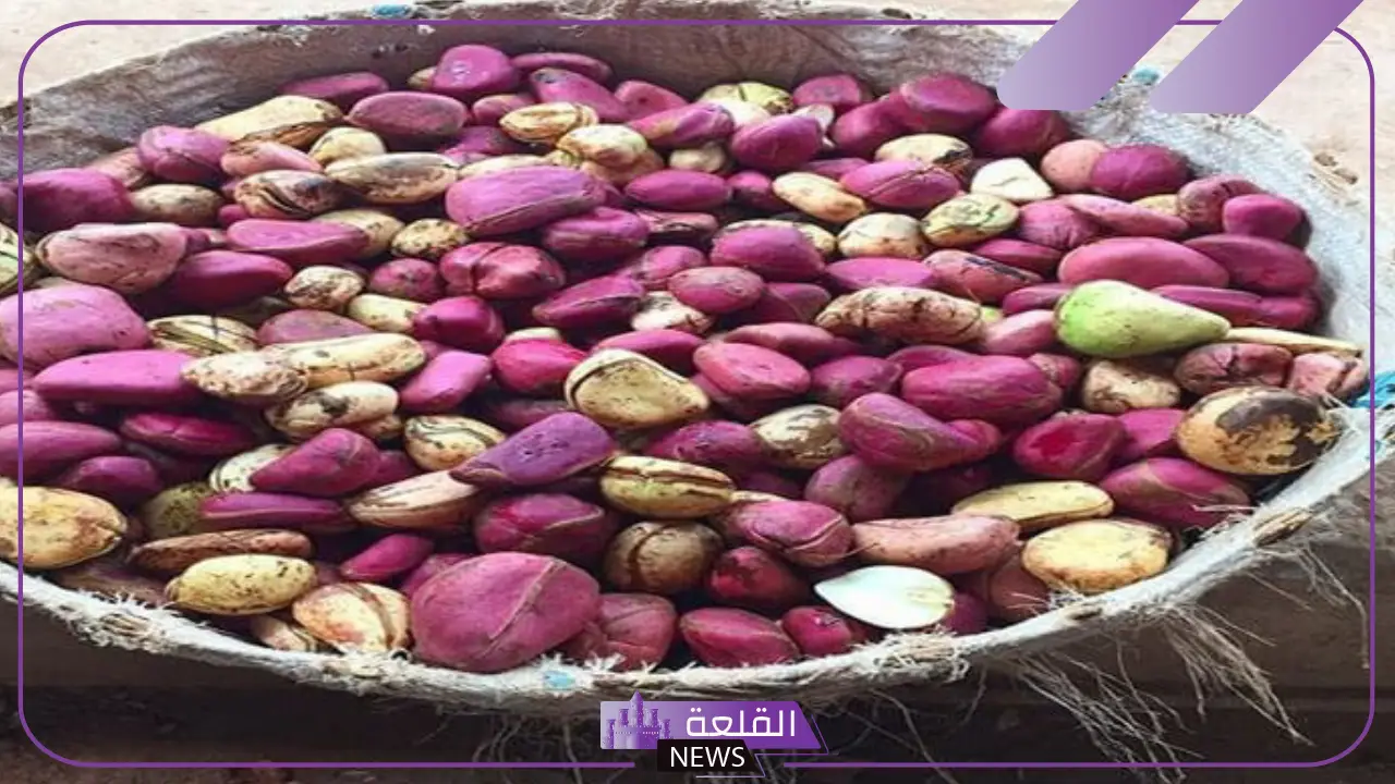 تجربتي مع القورو للرجل وهل يظهر في تحليل المخدرات