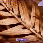 أسماء اشياء لونها بني.. كيفية الحصول على اللون البني الفاتح والغامق