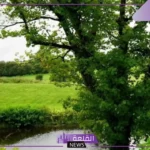 تفسير حلم الارض الخضراء في المنام ورمزها لابن سيرين وابن شاهين والعصيمي