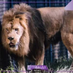 تفسير حلم الاسود في المنام ورمز رؤيته وهجومها لابن سيرين