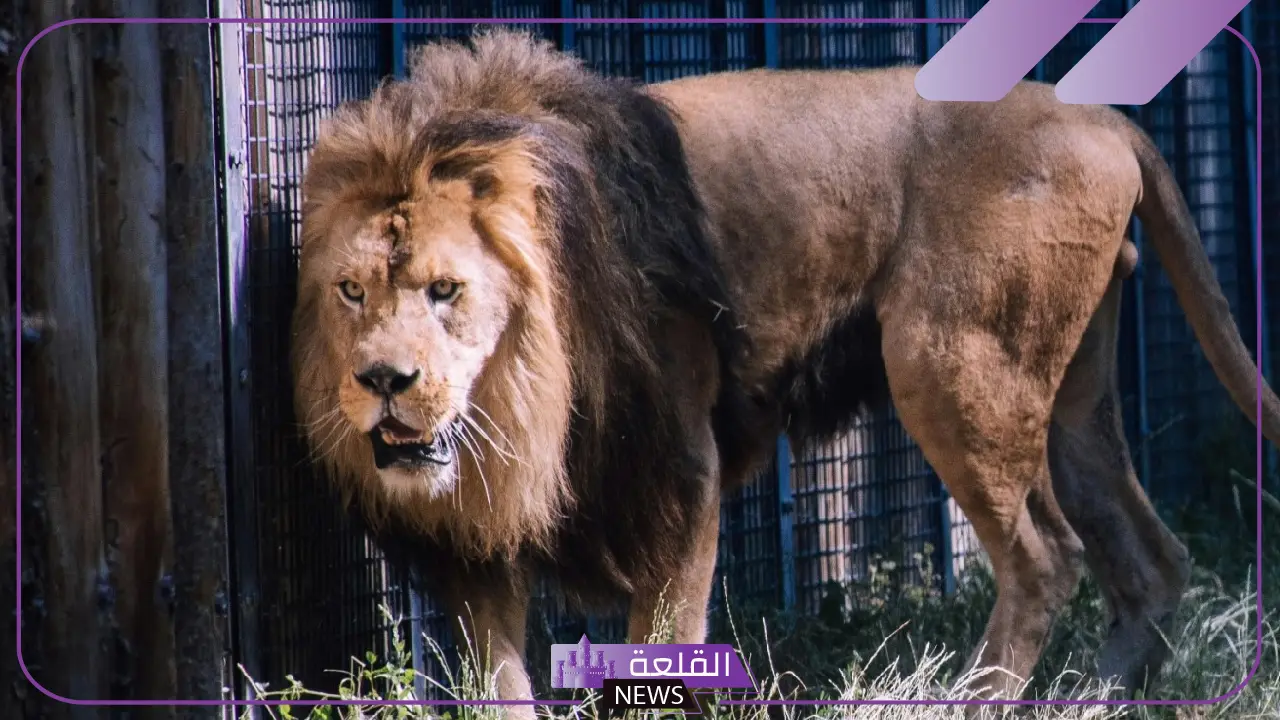 تفسير حلم الاسود في المنام ورمز رؤيته وهجومها لابن سيرين