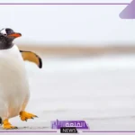 تفسير حلم البطريق في المنام لابن سيرين حسب لونه للرجل والمرأة